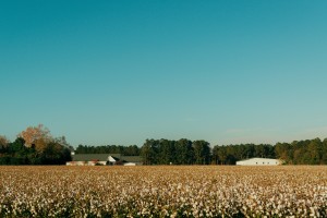 Image of Cotton Field to represent Cornelius, NC and Davidson, NC