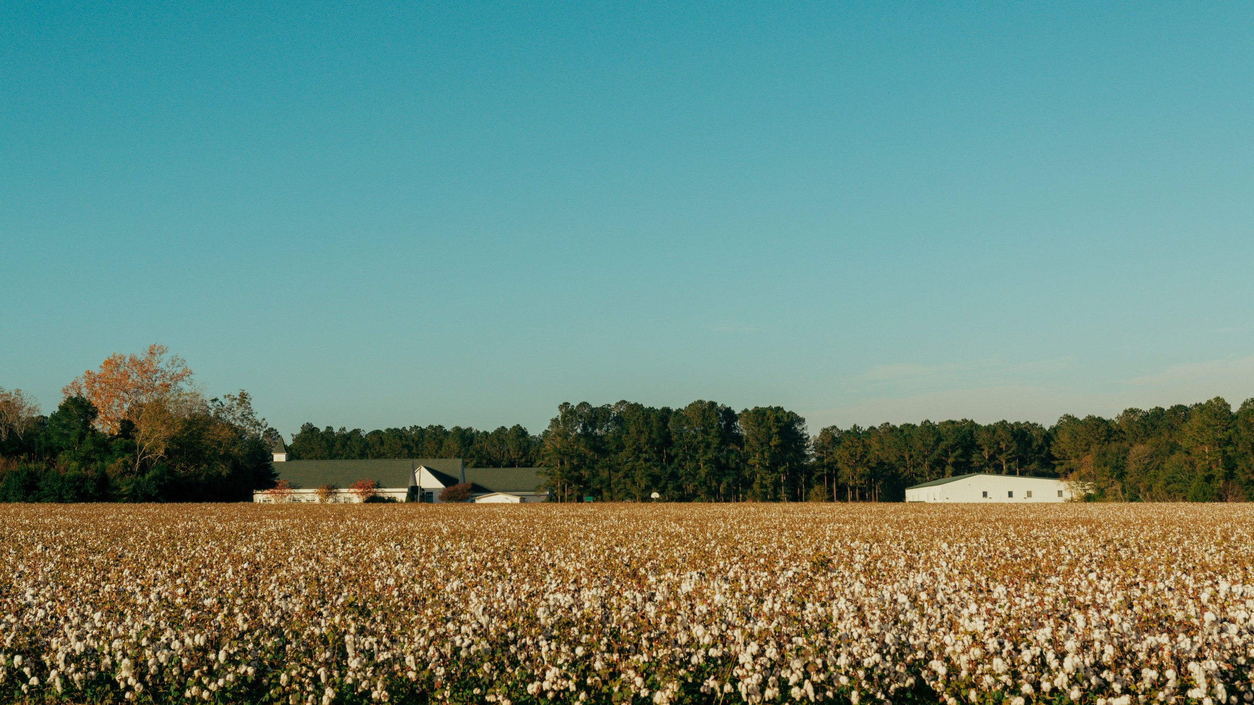 Image of Cotton Field to represent Cornelius, NC and Davidson, NC